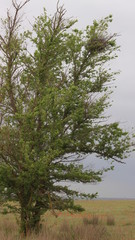 Степь. Деревья. Весна.