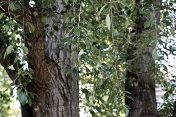 Fototapeta premium poplar with leaves.