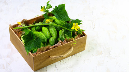 Fresh cucumber in wooden box with green leaf and flower. Isolated on light background. Close up, flat lay, top view