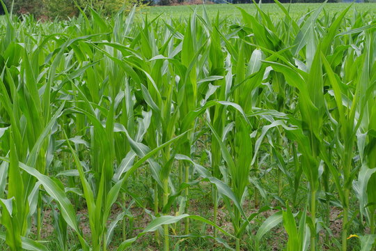 Field of corn plants, pesticide are overused by farmers to protect the harvest at any price even the destruction of the environment.