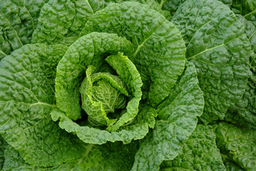 Close up of savoy cabbage in the farm, vegetable background