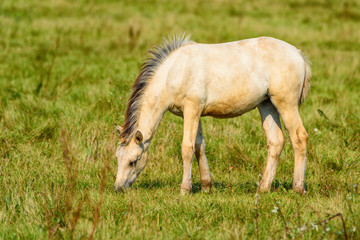 Obraz na płótnie Canvas lonely foal grazing on the field