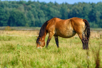 lonely foal grazing on the field