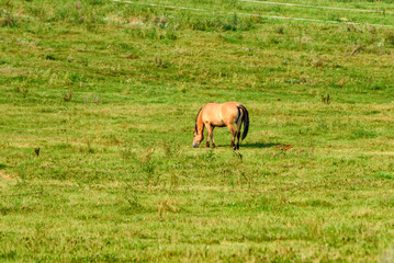 lonely foal grazing on the field
