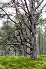 Fototapeta premium Foret écossaise