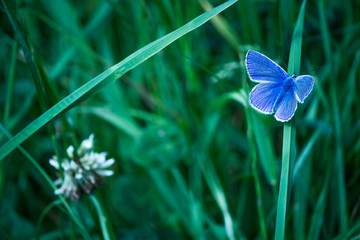 papillon bleu