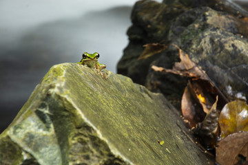Green frog on the rock
