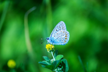 un papillon bleu prend la pose