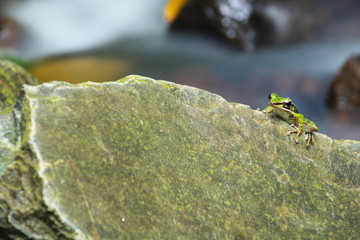 Green frog on the rock