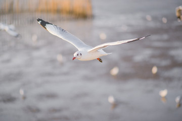 seagull in flight