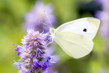 Pieris rapae - the small white - small cabbage white - Kleiner Kohlweissling resting on a blossom