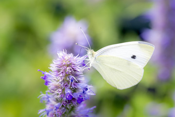 Pieris rapae - the small white - small cabbage white - Kleiner Kohlweissling resting on a blossom
