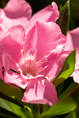 pink flowers on a branch