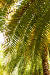 leaf of palm as background