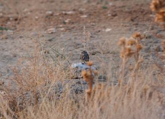 A little owl in the field