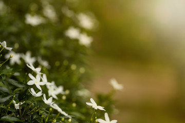 Beautiful White Jasmine in the Garden