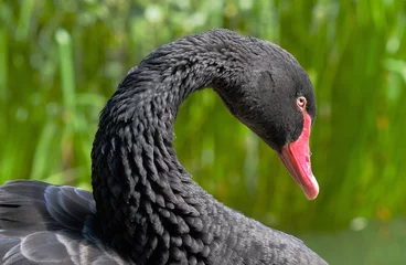 Crédence de cuisine en verre imprimé Cygne black swan