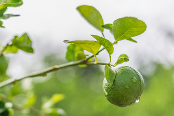 Lemon tree, lemon, dew