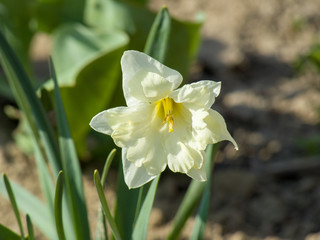 White flower on green background