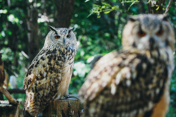 フクロウ／北海道初のサファリパーク「ノースサファリサッポロ」