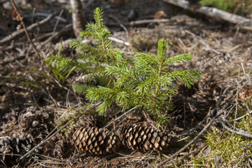 Лес. Природа. Фон. / Forest. Nature. Background.