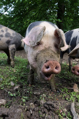 Bentheimer Landschwein zwischen Artgenossen