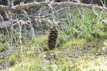 Лес. Природа. Фон. / Forest. Nature. Background.