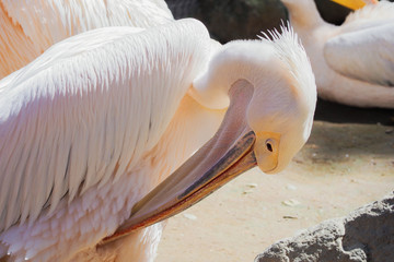 毛づくろいをするペリカン／北海道初のサファリパーク「ノースサファリサッポロ」