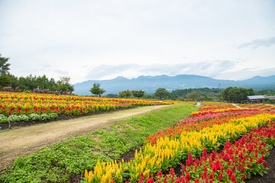 373 最適な 那須フラワーワールド 画像 ストック写真 ベクター Adobe Stock 373 最適な 那須フラワーワールド 画像 ストック写真 ベクター Adobe Stock