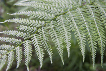 Папоротник в лесу / Fern in the forest