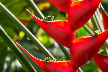 detail of backlit red heliconia plant flowers in bloom
