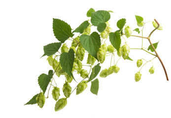 hop cones isolated