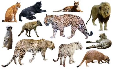 Poster Panter Set of wild mammals isolated over white