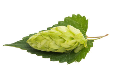 hop cones isolated
