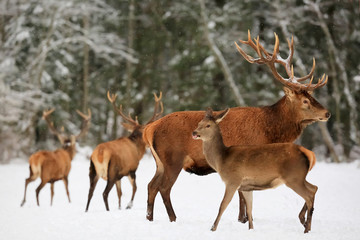 Obraz premium A noble deer male with female in the herd against the background of a beautiful winter snow forest. Artistic winter landscape. Christmas image.
