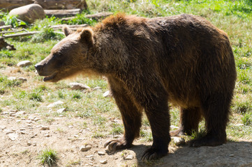 Bear on Parc'Ours