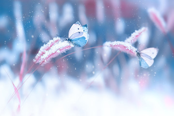 Beautiful butterflies in the snow on the wild grass on a blue and pink background. Snowfall...