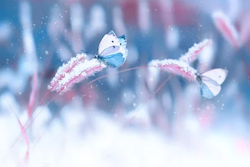 Papier Peint photo Lavable Papillon Beaux papillons dans la neige sur l& 39 herbe sauvage sur fond bleu et rose. Chutes de neige Image naturelle de Noël hiver artistique. Fond d& 39 hiver et de printemps.