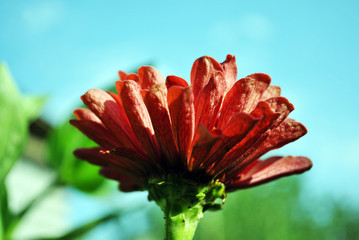 Zinnia red flower blooming, back view from ground on top, soft blue sky background bokeh