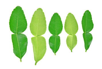 Obraz premium Top view of Kaffir lime leaf isolated on white background