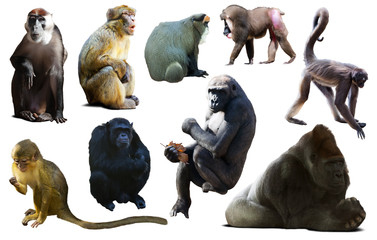 primates isolated on white