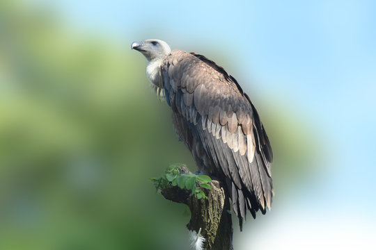vautour