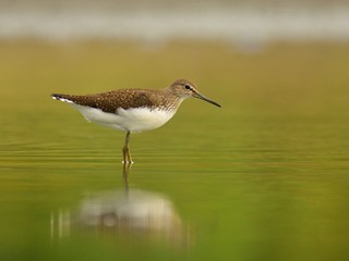 The green sandpiper (Tringa ochropus) on a lakeshore