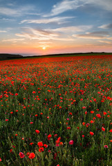 Fototapeta na wymiar Sunset over Poppies,Polly Joke, West Pentire, Cornwall