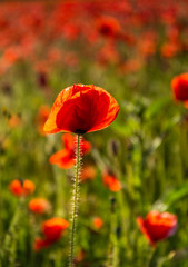 Fragile Poppy, Polly Joke, West Pentire, Cornwall