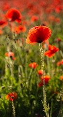 Beautiful Red Poppy, Polly Joke, West Pentire, Cornwall