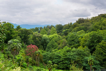 Natural green forest