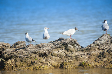 Gruppo di gabbiani sugli scogli