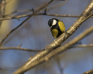 Great tit songbird perched on a branch