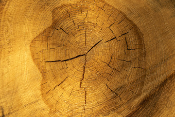 Altes Holz mit Jahresringen